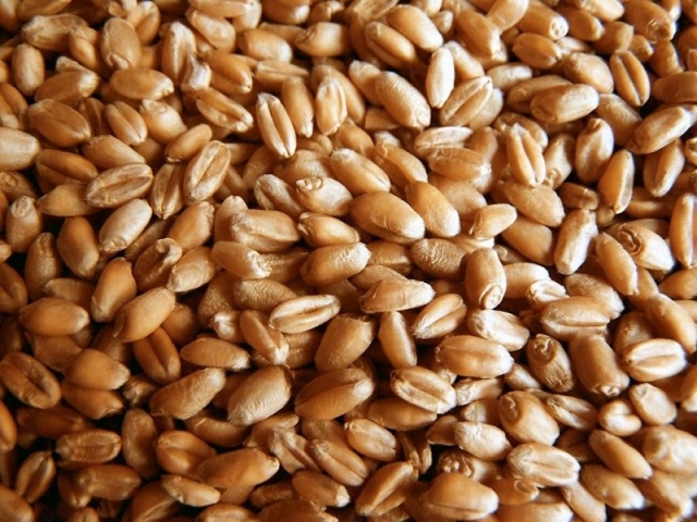 Около 1,5 млн. тонн зерна планируется намолотить в Нижегородской области в 2017 году