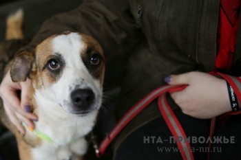 Жители Кировской области могут бесплатно чипировать своих собак