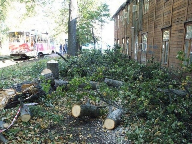 Упавшие в минувшую пятницу из-за сильного ветра деревья вывозят в Ленинском районе Нижнего Новгорода