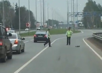 Сотрудники ГИБДД в Перми остановили движение, чтобы дорогу могли перейти маленькие утята (Видео)