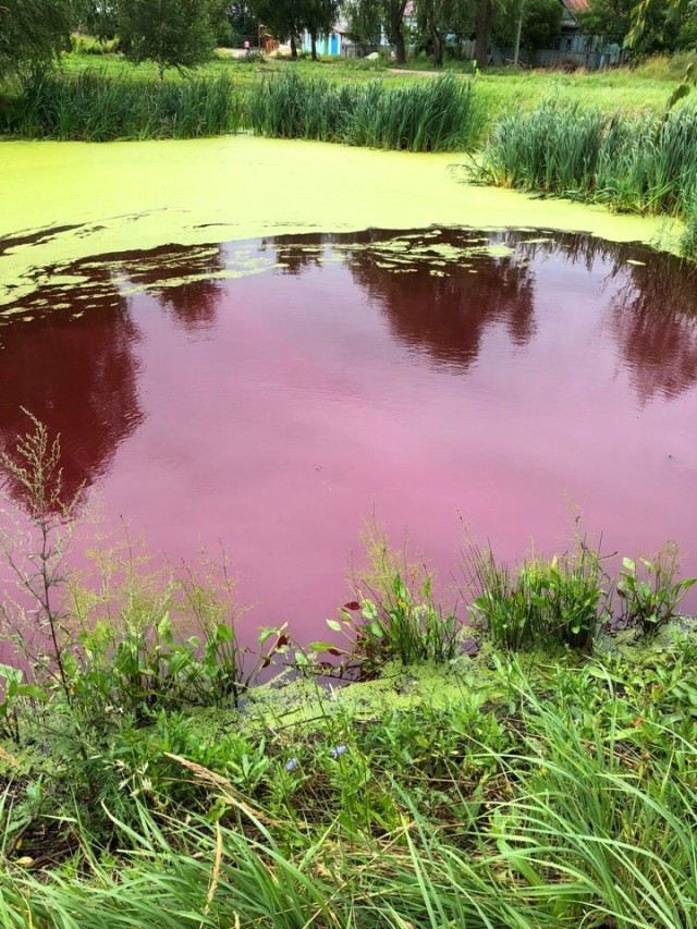 Нижегородское минэкологии решает вопрос о необходимости забора проб воды в изменившем цвет болоте в селе Красное
