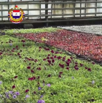 Клумбы Саранска украсят 630 тыс. цветов