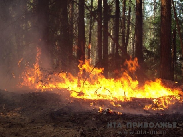 Наивысший пятый класс пожароопасности лесов установлен в Выксе Нижегородской области