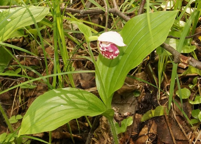Редкая орхидея найдена в Керженском заповеднике в Нижегородской области