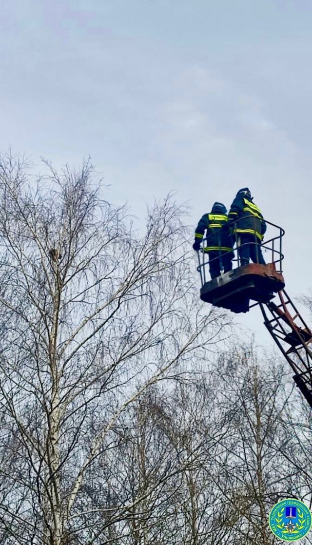 Ульяновские спасатели сняли енота с дерева
