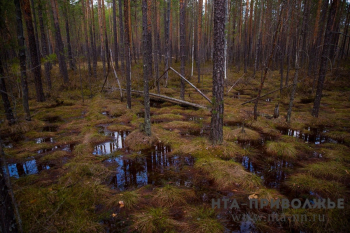 Площадь погибших и поврежденных лесных насаждений Нижегородской области за 5 лет снизилась более чем втрое