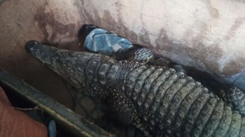 Крокодила по кличке Бакс не пустили из Оренбуржья в Казахстан