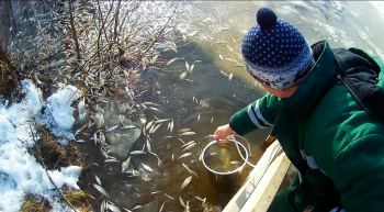 Антропогенное загрязнение могло стать причиной замора рыбы в озере Светлояр в Нижегородской области