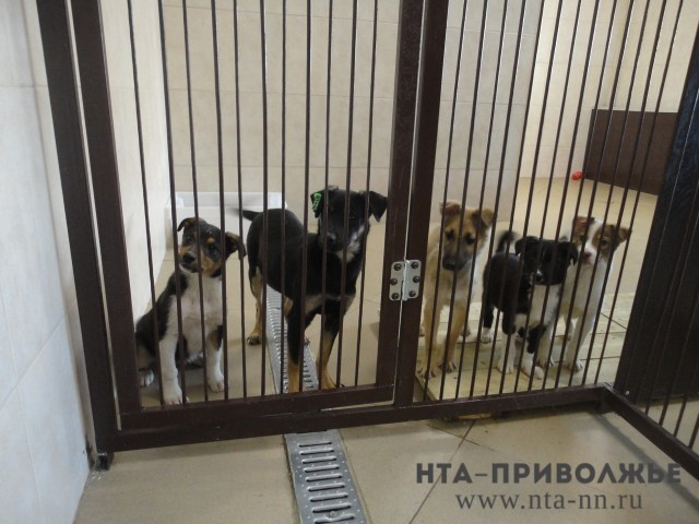 Уже уволенный директор департамента благоустройства Нижнего Новгорода оштрафован на 30 тысяч рублей за нарушения при заключении контрактов на отлов животных
