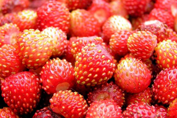 Специализированное хранилище для ягод планируется построить в Нижегородской области в 2018 году