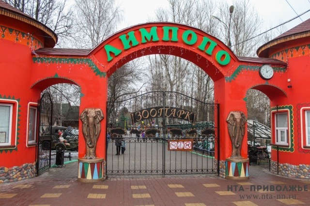 Новый вольерный комплекс для пум и леопардов откроется в нижегородском зоопарке "Лимпопо"